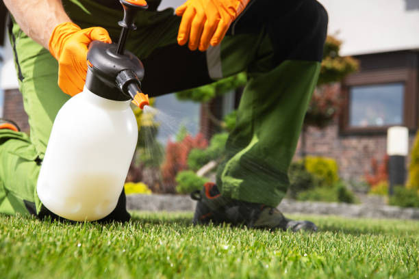 Best Insect Control  in Fyffe, AL