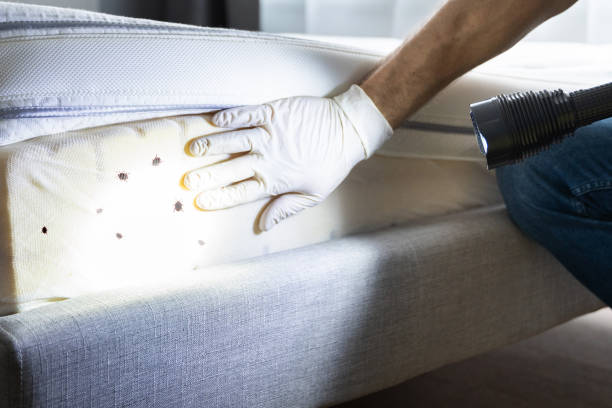 Best Cockroach Control Services  in Fyffe, AL