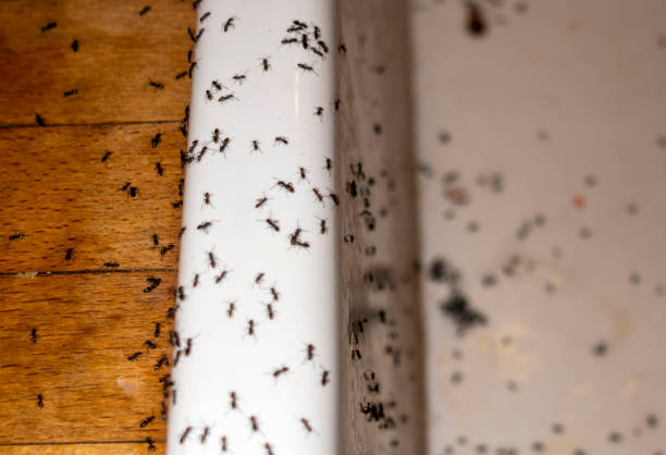 Best Mosquito Control Services  in Fyffe, AL